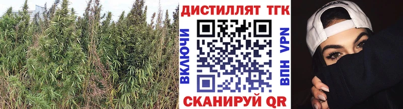 kraken ONION  Мытищи  Дистиллят ТГК THC oil 